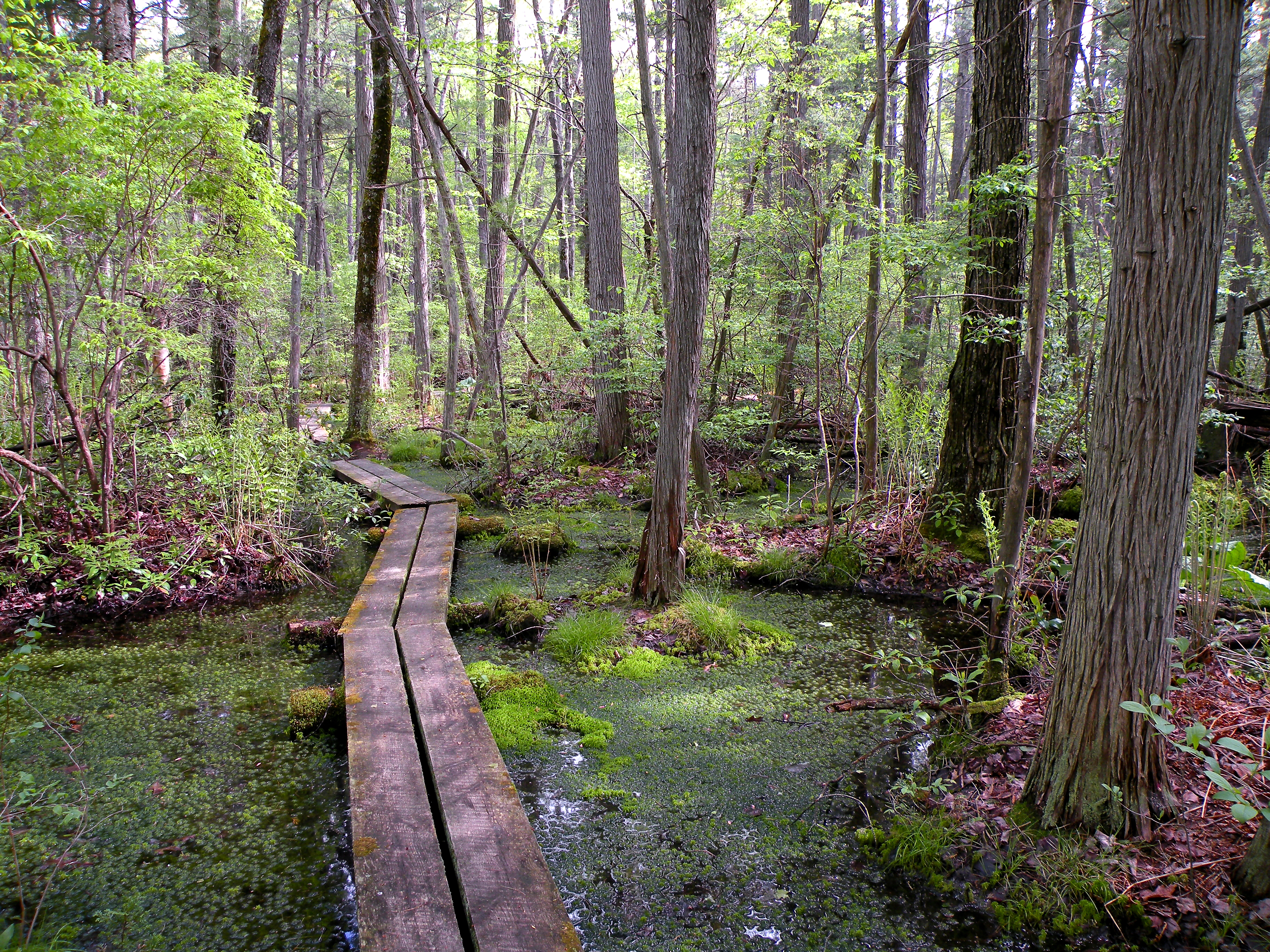 Boardwalk in forest